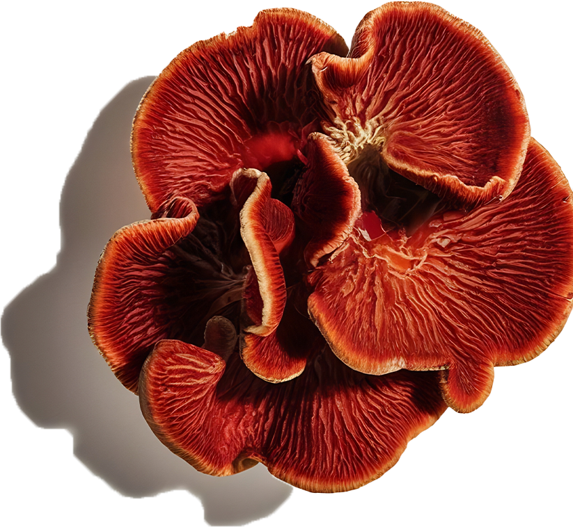 Ganoderma Lucidum Mushroom